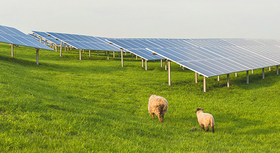 Eine Photovoltaik-Freifläche mit Schafen davor.